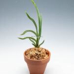 neofinetia-Hwangjiyeon