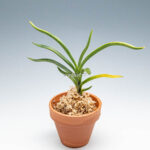 neofinetia-Hwangjiyeon