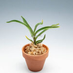 neofinetia-Hwangjiyeon