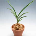 neofinetia-Hwangjiyeon