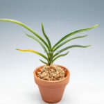 neofinetia-Hwangjiyeon