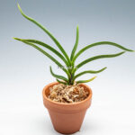 neofinetia-Hwangjiyeon