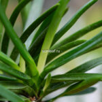 Неофинетия РЭЙХО 霊峰 영봉 neofinetia Reiho (Shiratoriden)