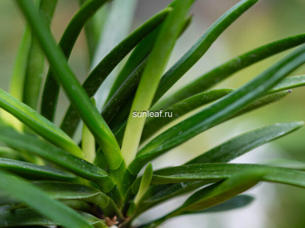 Неофинетия РЭЙХО 霊峰 영봉 neofinetia Reiho (Shiratoriden)