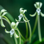 неофинетия ХИСУЙ 비취 翡翠 neofinetia Hisui