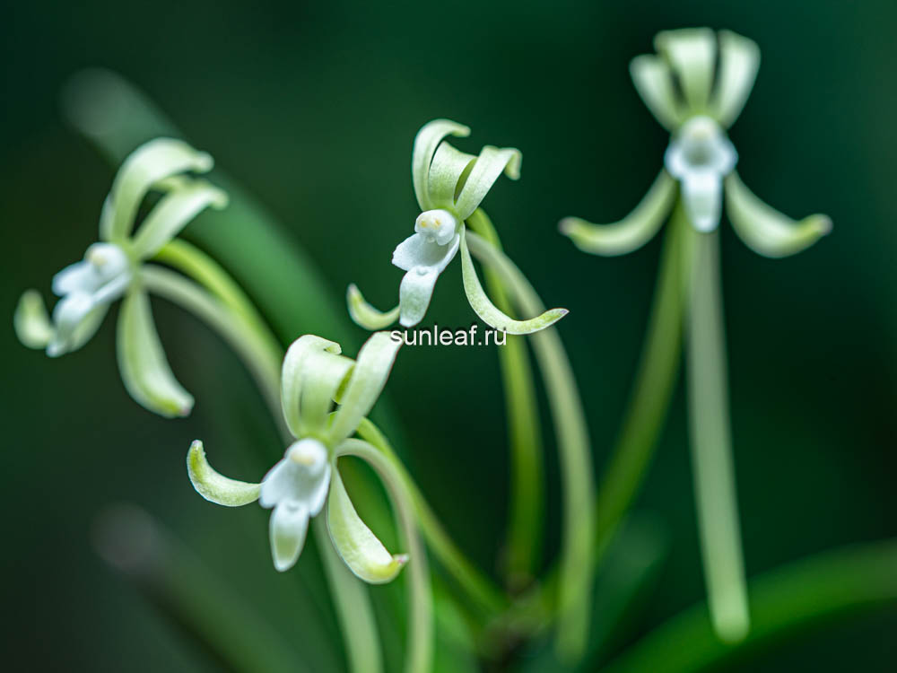 неофинетия ХИСУЙ 비취 翡翠 neofinetia Hisui