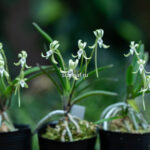 неофинетия ХИСУЙ 비취 翡翠 neofinetia Hisui