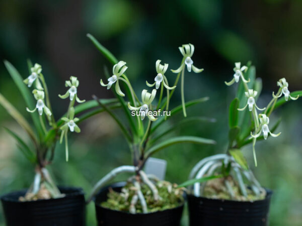 неофинетия ХИСУЙ 비취 翡翠 neofinetia Hisui
