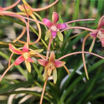 Неофинетия Хвасон 화선 花仙 neofinetia Hwaseon