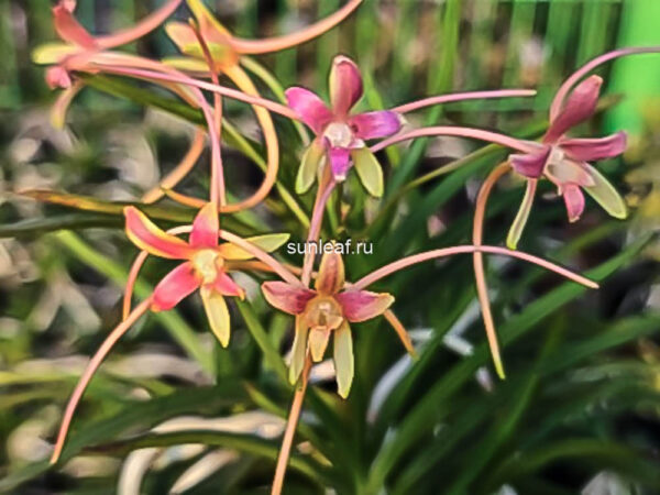 Неофинетия Хвасон 화선 花仙 neofinetia Hwaseon