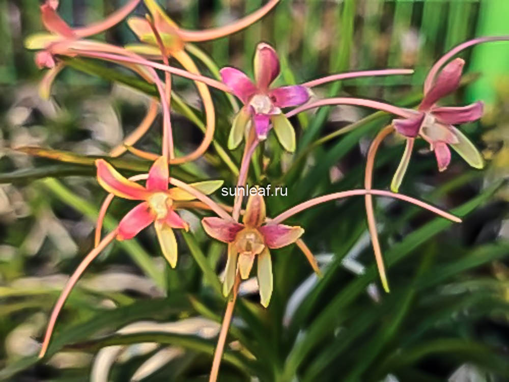 Неофинетия Хвасон 화선 花仙 neofinetia Hwaseon