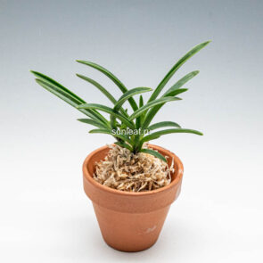 неофинетия КИБАНА 황화 黄花 neofinetia Kibana