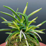 Неофинетия Кохаку 호박 琥珀 neofinetia Kohaku