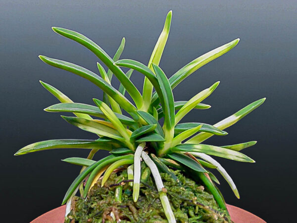 Неофинетия Кохаку 호박 琥珀 neofinetia Kohaku