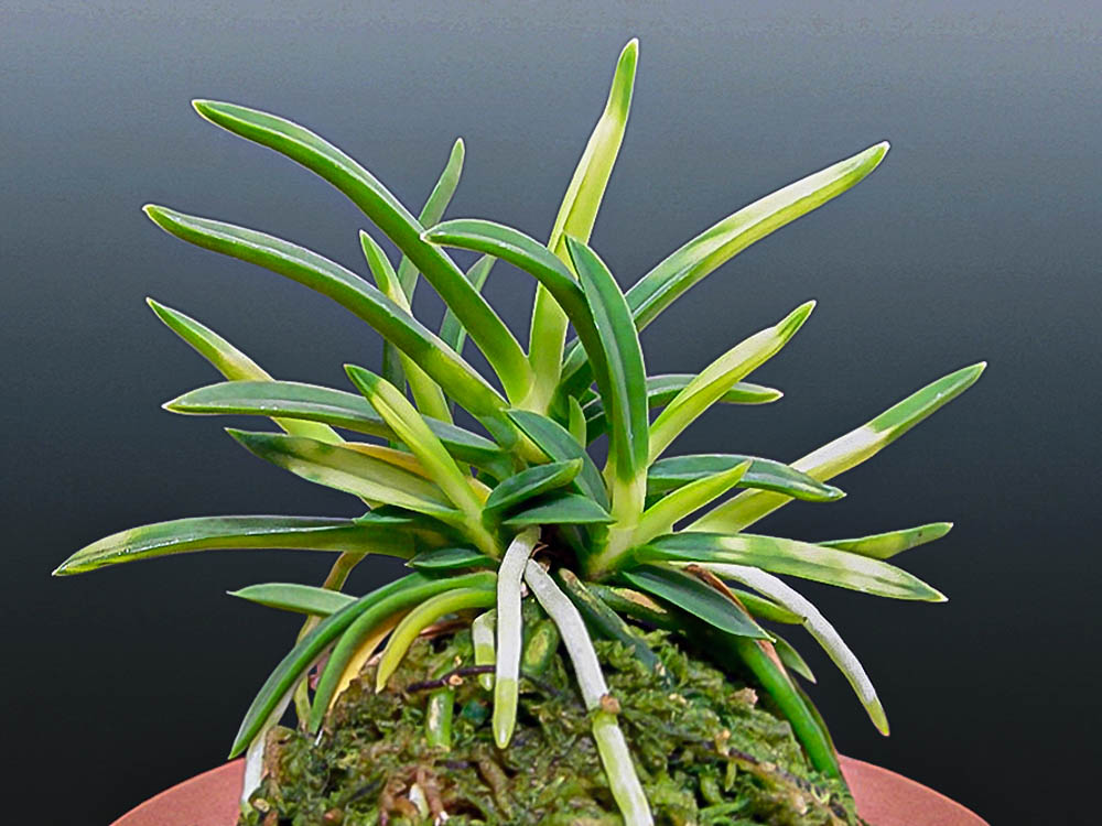 Неофинетия Кохаку 호박 琥珀 neofinetia Kohaku