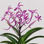 neofinetia-raiko-daruma