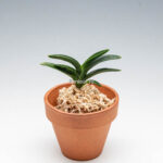 Неофинетия СумиНагаси (neofinetia Suminagash