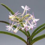 Неофинетия Джахонсон 자홍선 紫紅仙 neofinetia Jahongseon (3spur)