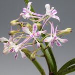 neofinetia-Jahongseon