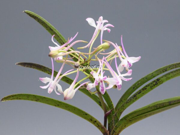 Неофинетия Джахонсон 자홍선 紫紅仙 neofinetia Jahongseon (3spur)