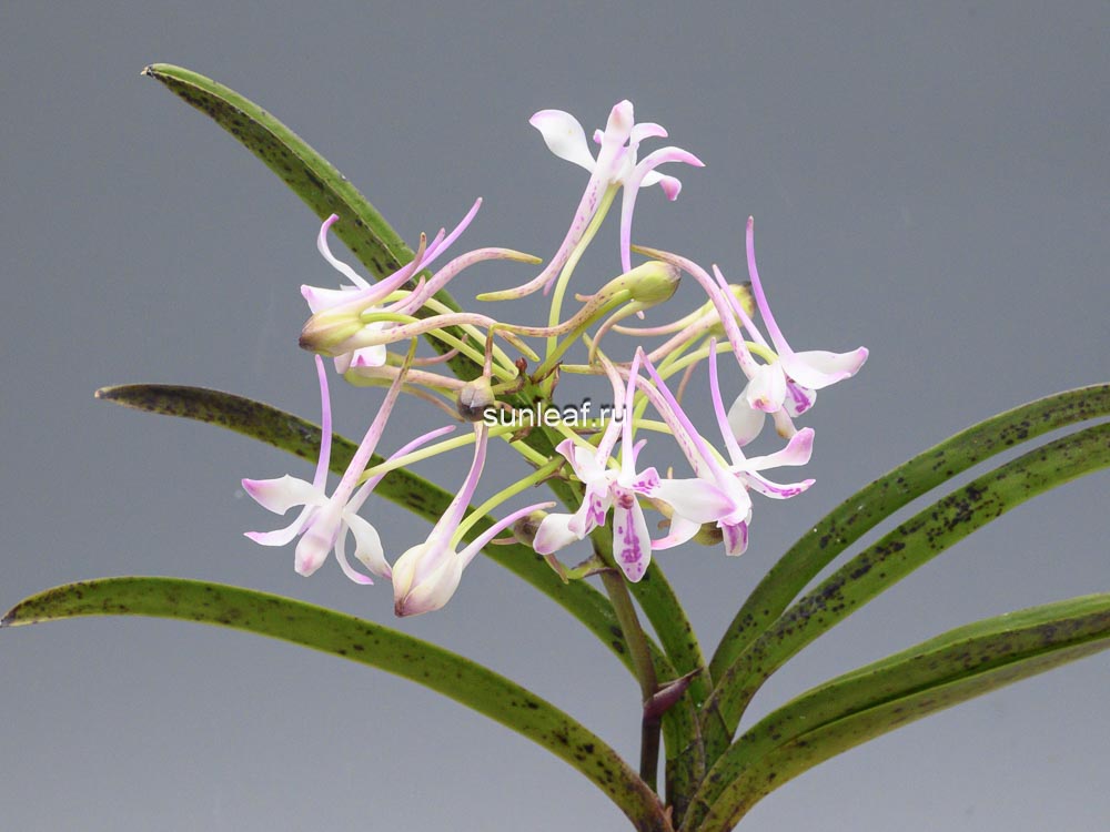 Неофинетия Джахонсон 자홍선 紫紅仙 neofinetia Jahongseon (3spur)