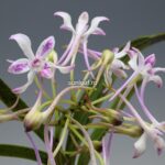 Неофинетия Джахонсон 자홍선 紫紅仙 neofinetia Jahongseon (3spur)
