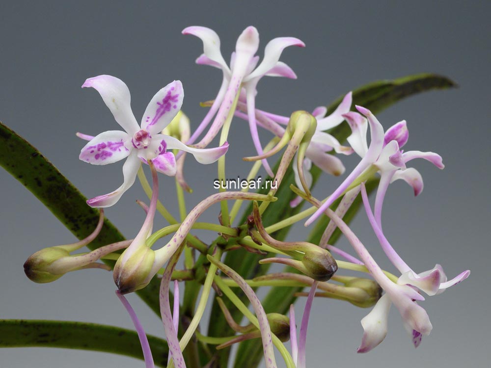 Неофинетия Джахонсон 자홍선 紫紅仙 neofinetia Jahongseon (3spur)