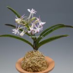 Неофинетия Джахонсон 자홍선 紫紅仙 neofinetia Jahongseon (3spur)