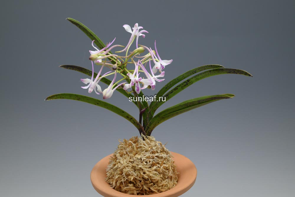 Неофинетия Джахонсон 자홍선 紫紅仙 neofinetia Jahongseon (3spur)