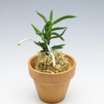 Неофинетия Амами Сиси 奄美獅子 엄미사자 neofinetia Amami Jishi