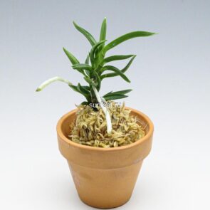 Неофинетия Амами Сиси 奄美獅子 엄미사자 neofinetia Amami Jishi