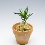 Неофинетия Амами Сиси 奄美獅子 엄미사자 neofinetia Amami Jishi