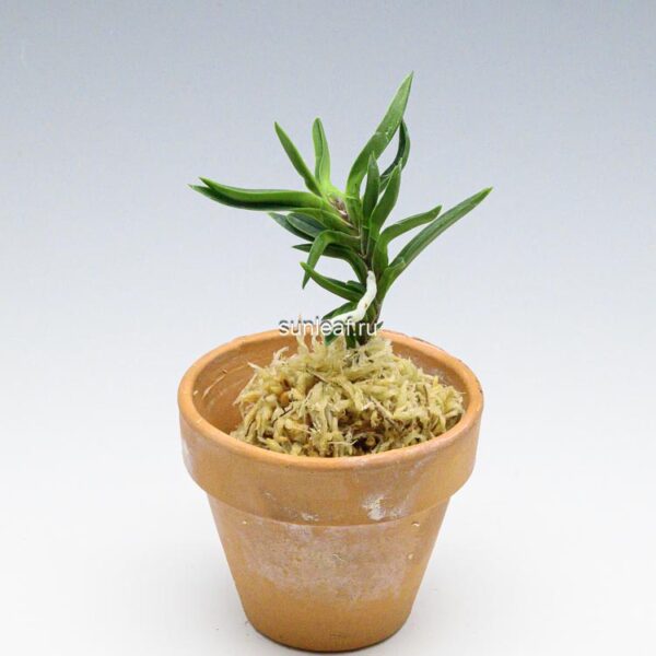 Неофинетия Амами Сиси 奄美獅子 엄미사자 neofinetia Amami Jishi