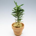 neofinetia-amami-jishi