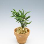 neofinetia-amami-jishi