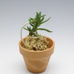 Неофинетия Амами Сиси 奄美獅子 엄미사자 neofinetia Amami Jishi