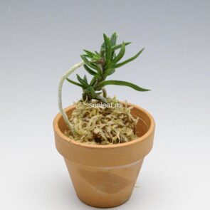 Неофинетия Амами Сиси 奄美獅子 엄미사자 neofinetia Amami Jishi