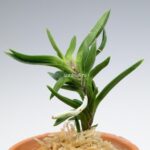 neofinetia-amami-jishi