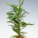 neofinetia-amami-jishi