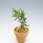 neofinetia-amami-jishi