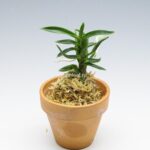 neofinetia-amami-jishi