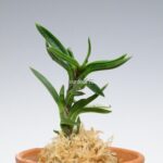 neofinetia-amami-jishi