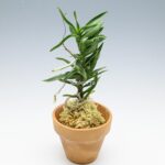 neofinetia-amami-jishi