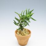 neofinetia-amami-jishi