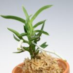 neofinetia-amami-jishi