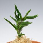 neofinetia-amami-jishi