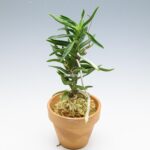 Очень экстравагантная орхидея. Некрупного размера, с утонченными изогнутыми листьями, эта японская орхидея имеет видоизмененный стволик. Изгибаясь и даже скручиваясь по спирали, стволик создает причудливые формы и индивидуальный образ каждому растению  富貴蘭 風蘭    풍란 엄미사자