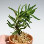 neofinetia-amami-jishi