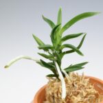 neofinetia-amami-jishi