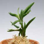 neofinetia-amami-jishi